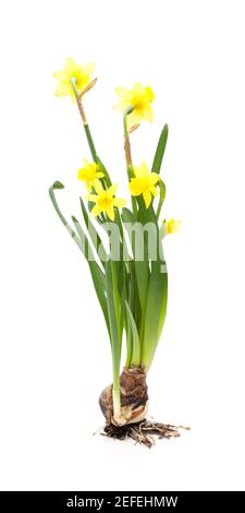 Daffodils (Narcissus) in front of a white background Stock Photo