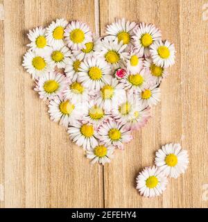 Daisy heart made from flowers on wooden background Stock Photo