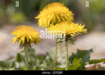 Dandelion (Taraxacum) in the meadow Stock Photo