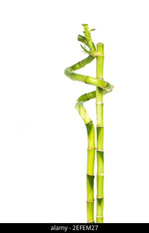 lucky bamboo - Two bamboo sticks closely entwined Stock Photo