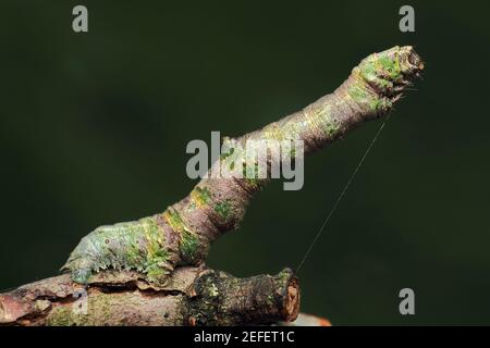 Brimstone moth caterpillar (Opisthograptis luteolata) rising up from tree branch. Tipperary, Ireland Stock Photo