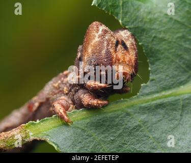 Close up of Peppered Moth Caterpillar (Biston betularia) feeding on oak. Tipperary, Ireland Stock Photo