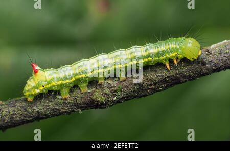 Coxcomb Prominent moth caterpillar (Ptilodon capucina) crawling along birch tree branch. Tipperary, Ireland Stock Photo