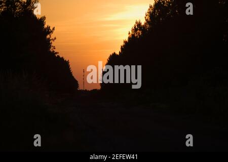 Silhouette of trees at sunset, Bordeaux, Aquitaine, France Stock Photo