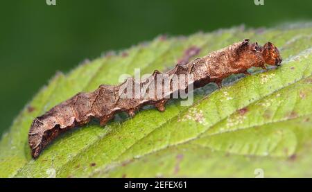 Peach Blossom moth caterpillar (Thyatira batis) resting on bramble leaf. Tipperary, Ireland Stock Photo