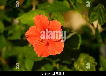 Close-up of a red hibiscus hibiscus acetosella Stock Photo
