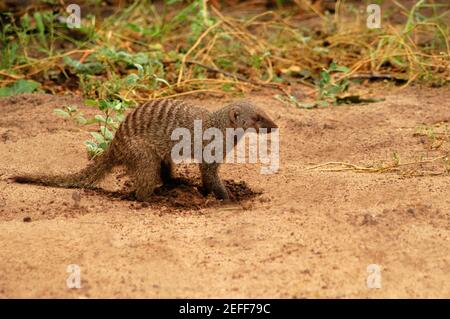 Banded mongoose Mungos mungo digging in a forest, Chobe National Park, Botswana Stock Photo