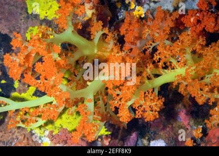 Close-up of Orange Soft Coral and Green Soft Coral underwater, North Sulawesi, Indonesia Stock Photo