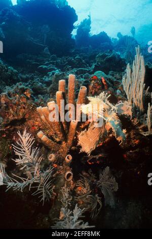 Close-up of Brown Tube Sponge Agelas Conifera underwater, Roatan, Bay Islands, Honduras Stock Photo