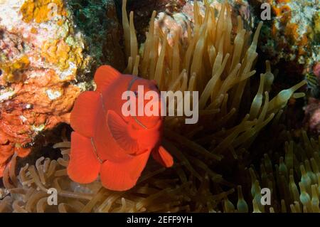 Spine Cheek anemone fish Premnas biaculeatus swimming underwater, Papua New Guinea Stock Photo