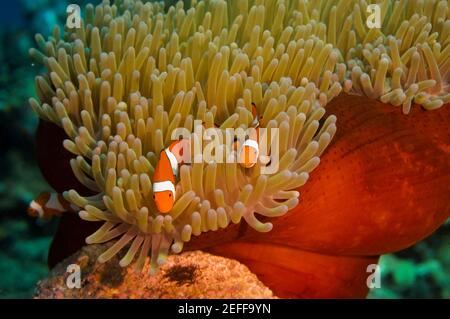 Two Spine Cheek anemone fish Premnas biaculeatus swimming underwater, Papua New Guinea Stock Photo