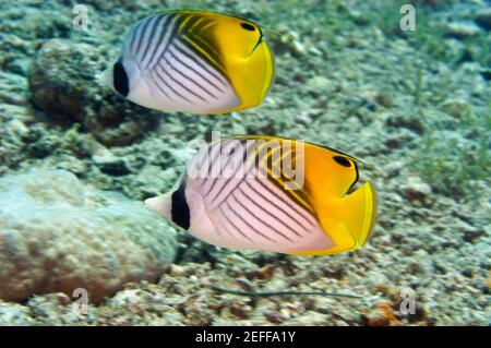 Two Threadfin butterflyfish Chaetodon auriga swimming underwater, Papua New Guinea Stock Photo