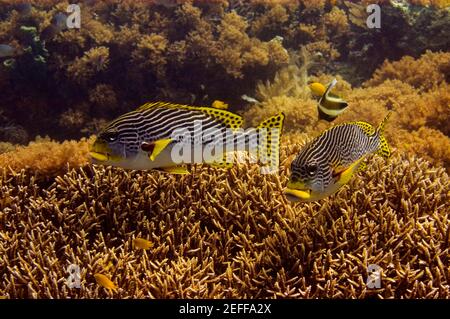 Two Diagonal-Banded sweetlips Plectorhinchus lineatus swimming underwater, North Sulawesi, Sulawesi, Indonesia Stock Photo