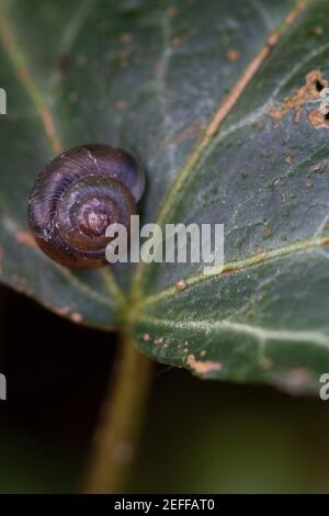 Copse snail (Arianta arbustorum) on an English Ivy leaf Stock Photo