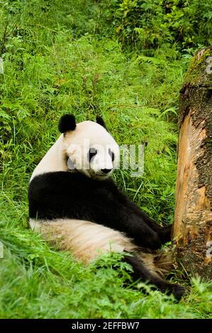 Close-up of a panda Alluropoda melanoleuca sitting in a forest Stock Photo