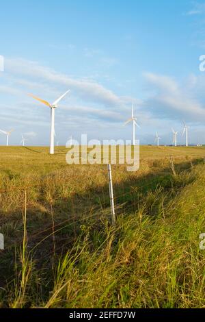 Wind turbines in a field, Pakini Nui Wind Project, South Point, Big Island, Hawaii Islands, USA Stock Photo