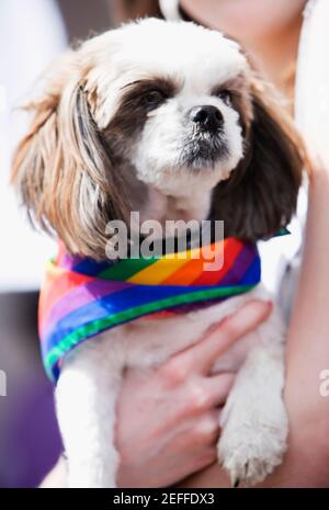 Close-up of a personÅ½s hand holding a puppy wearing a gay pride flag Stock Photo