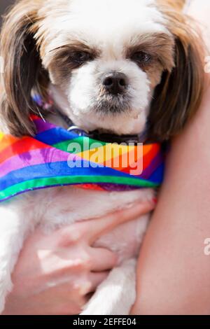 Close-up of a person holding a puppy wearing a gay pride flag Stock Photo