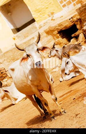 Group of cows on the street, Jaisalmer, Rajasthan, India Stock Photo