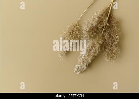 Dry reeds pampas grass on beige background Stock Photo