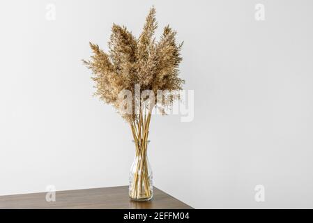 Dry reeds pampas grass in glass vase on light gray background, wooden table Stock Photo