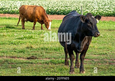 Black Angus cow grazing on pasture land. Stock Photo