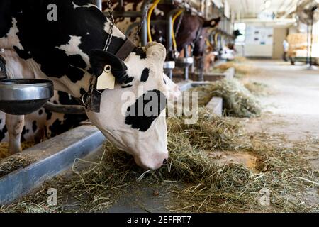 Milking cows by automatic industrial milking rotary system in modern diary farm, white cow in foreground Stock Photo