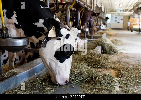 Milking cows by automatic industrial milking rotary system in modern diary farm, white cow in foreground Stock Photo