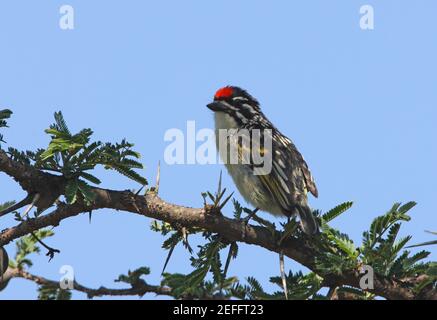 Red-fronted Tinkerbird (Pogoniulus pusillus affinis) adult perched in tree Lake Naivasha, Kenya            October Stock Photo