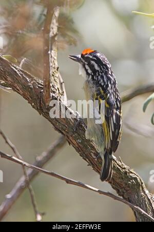 Red-fronted Tinkerbird (Pogoniulus pusillus affinis) adult perched in bush calling Hell's Gate NP, Kenya           November Stock Photo