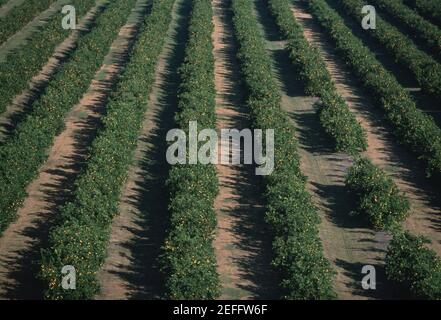 Aerial of orange groves, Florida Stock Photo