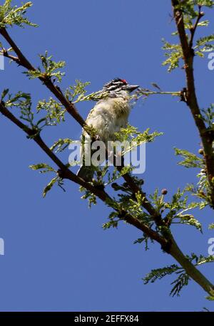 Red-fronted Tinkerbird (Pogoniulus pusillus affinis) adult perched in tree Lake Naivasha, Kenya            October Stock Photo