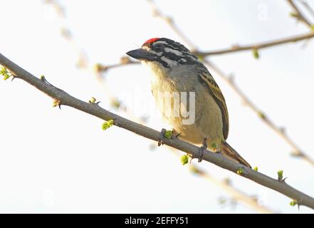 Red-fronted Tinkerbird (Pogoniulus pusillus) adult perched on branch  Awash NP, Ethiopia               April Stock Photo