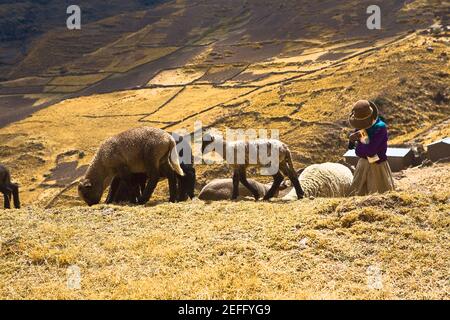 Girl herding llamas Lama glama in a field, Peru Stock Photo