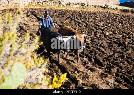 Farmer ploughing a field, Cabanaconde, Chivay, Arequipa, Peru Stock Photo