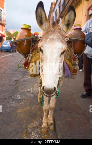 Donkey carrying jars on its back, Zacatecas State, Mexico Stock Photo