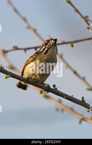 Red-fronted Tinkerbird (Pogoniulus pusillus) adult perched on branch with insect in bill Awash NP, Ethiopia               April Stock Photo