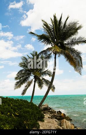 Palm trees on the beach, Cable Beach, Nassau, Bahamas Stock Photo