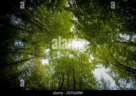 Wide-angle low canopy shot in a beautiful lush and green forest, magnificent upwards view to the treetops with fresh green foliage and the sun - conce Stock Photo