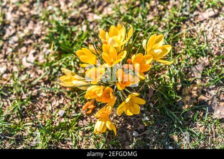 Beautiful yellow snowdrop the first harbinger of spring. Stock Photo