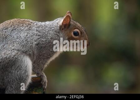 A grey squirrel on a bird table, Chipping, Preston, Lancashire. Stock Photo