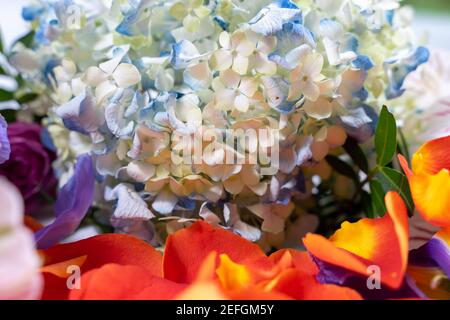 floral color mix background with selective focus. Stock Photo