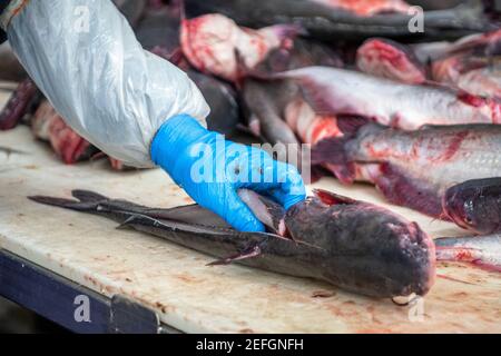 Worker cutting pieces of catfish at seafood packing plant, Jessup, MD Stock Photo