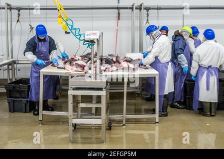 Workers in uniform cutting pieces of catfish at seafood packing plant, Jessup, MD Stock Photo