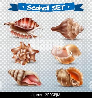 Realistic set of different beautiful seashells isolated on transparent background vector illustration Stock Vector