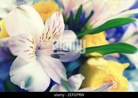 floral color mix background with selective focus. Stock Photo