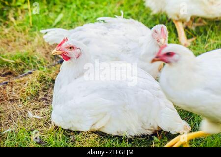 Adult unique sad white chicken on green grass summer day Stock Photo