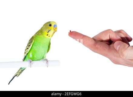 Cuorius Budgie looking at seeds on human hand, isolated on white background. Stock Photo