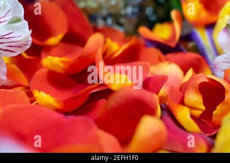 creative layout with flowers and petals of roses. spring concept Stock Photo