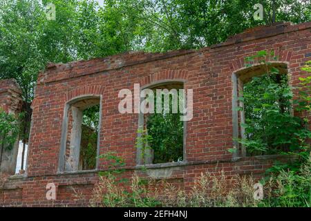 Trees growing through an old ruined abandonded cottage Stock Photo